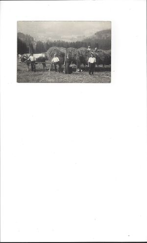 Sonnhalde Heuernte ca 1930.jpg