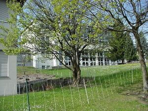 Zentralschulhausturnhalle O 2002.jpg