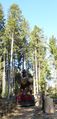 Holztransport